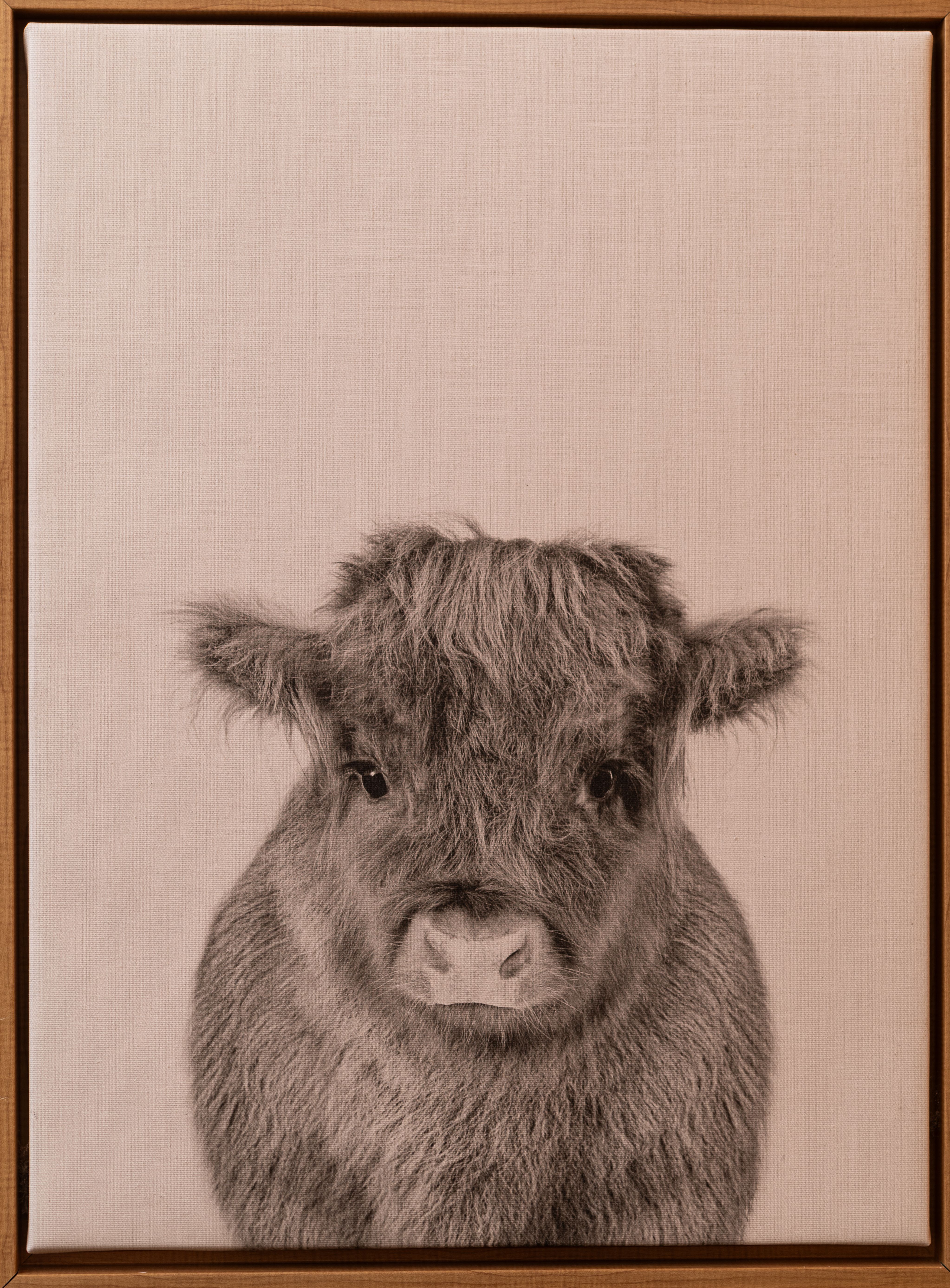 Baby Highland calf symbolizing new beginnings